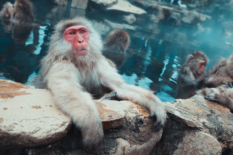 monkey getting out of hot water, similar to what happens physically during a sauna session